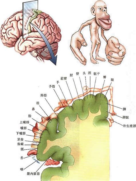 腦門位置|拆解大腦：腦門大就聰明嗎？一分鐘了解大腦構造和分。